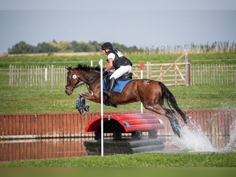 Pura sangre inglés Caballo castrado 14 años 167 cm Castaño rojizo in &#x17B;elaz&#xF3;w