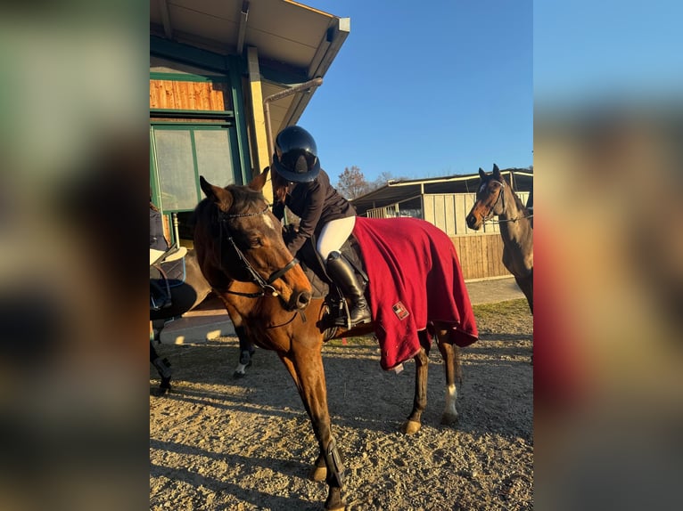 Pura sangre inglés Caballo castrado 14 años 170 cm Castaño in Torino