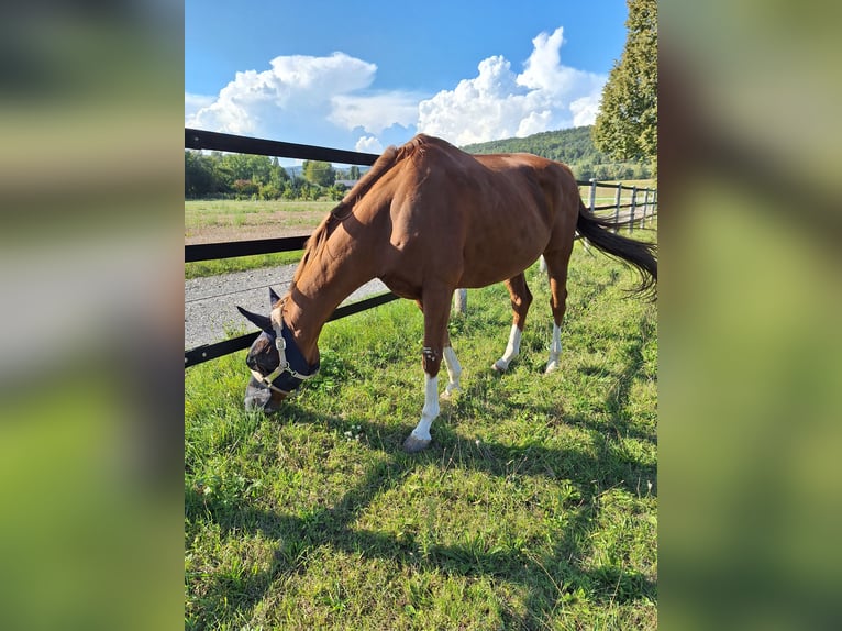 Pura sangre inglés Caballo castrado 14 años 173 cm Alazán in Mühlhausen-Ehingen