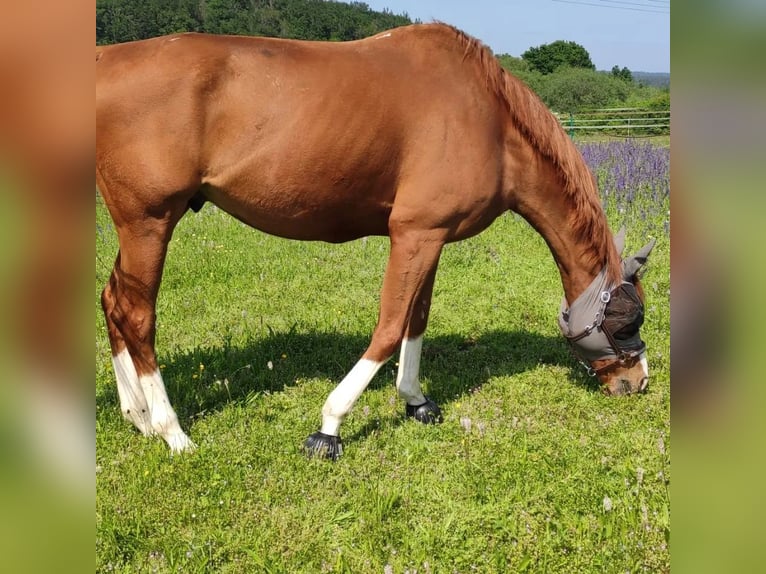 Pura sangre inglés Caballo castrado 14 años 173 cm Alazán in Mühlhausen-Ehingen