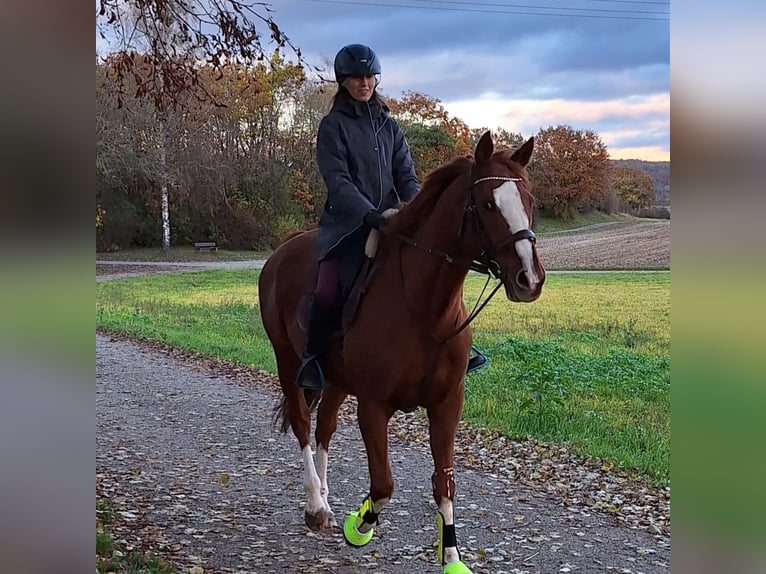 Pura sangre inglés Caballo castrado 14 años 173 cm Alazán in Mühlhausen-Ehingen