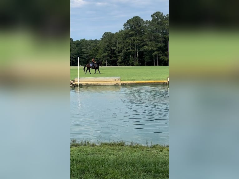 Pura sangre inglés Caballo castrado 14 años 183 cm Castaño oscuro in Summerville