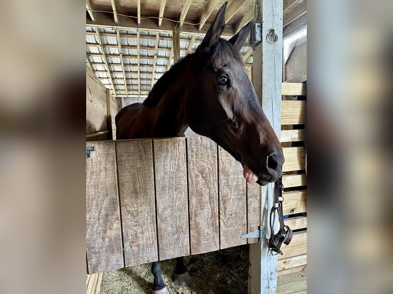 Pura sangre inglés Caballo castrado 14 años 183 cm Castaño oscuro in Summerville