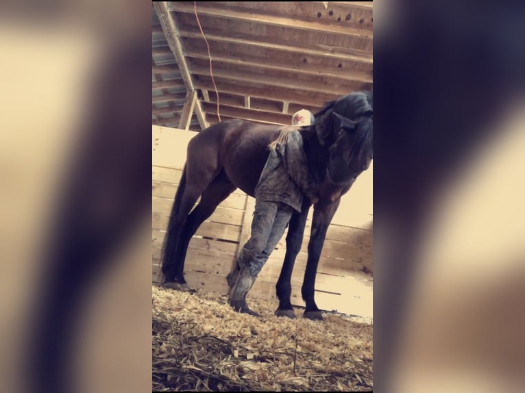 Pura sangre inglés Caballo castrado 14 años 183 cm Castaño oscuro in Summerville