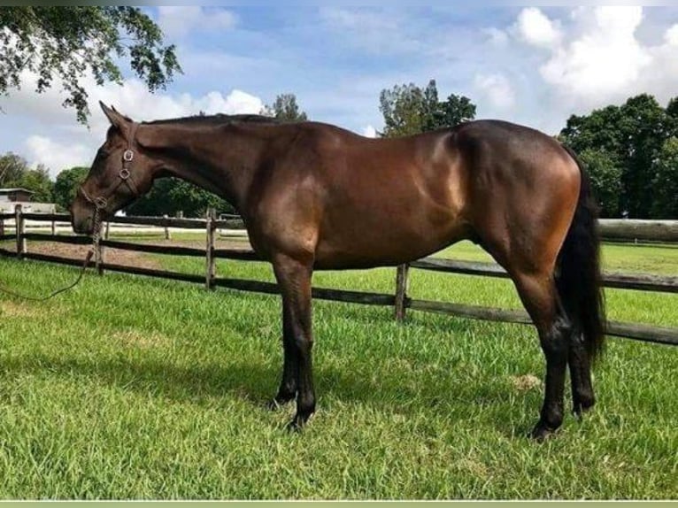 Pura sangre inglés Caballo castrado 14 años 183 cm Castaño oscuro in Summerville