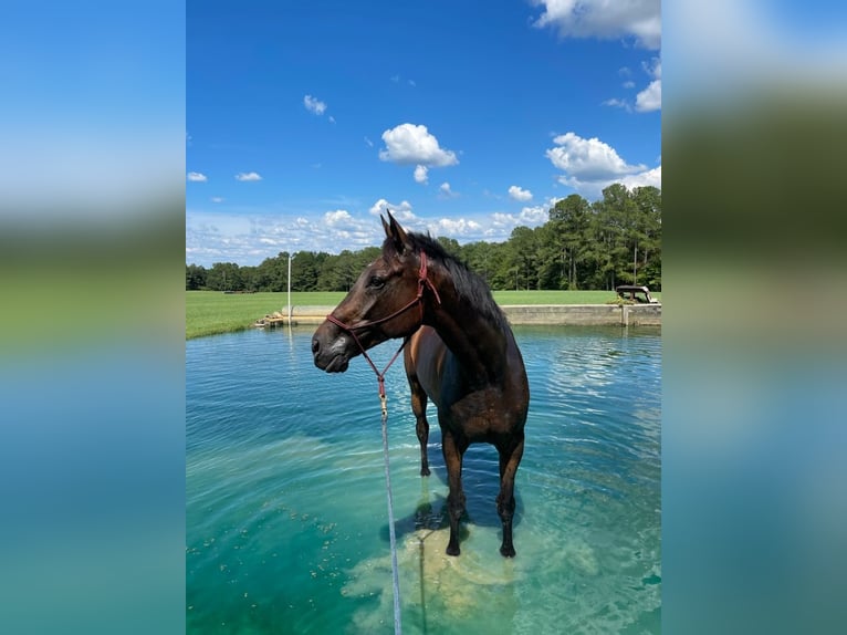 Pura sangre inglés Caballo castrado 14 años 183 cm Castaño oscuro in Summerville