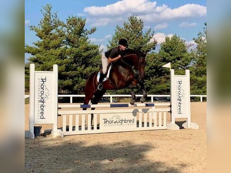 Pura sangre inglés Caballo castrado 14 años 183 cm Castaño oscuro in Summerville