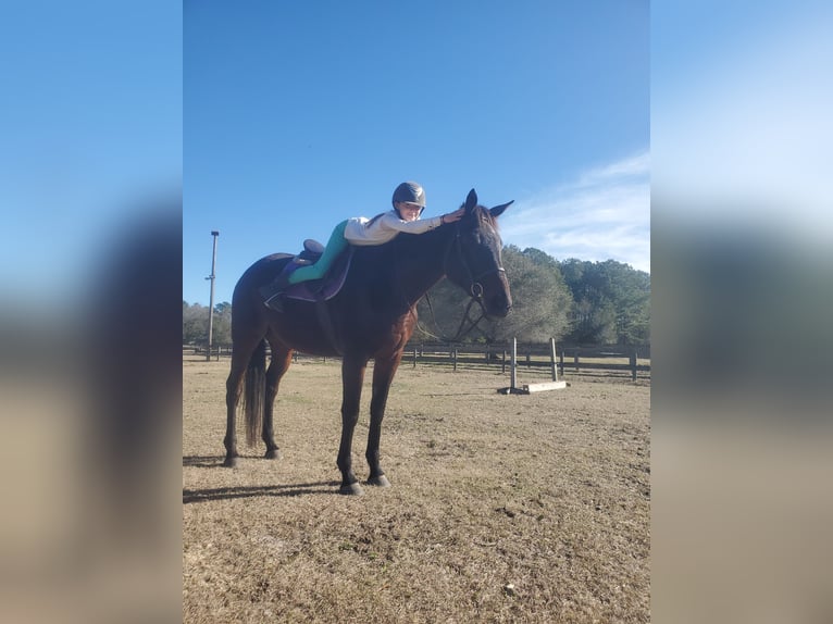 Pura sangre inglés Caballo castrado 14 años 183 cm Castaño oscuro in Summerville