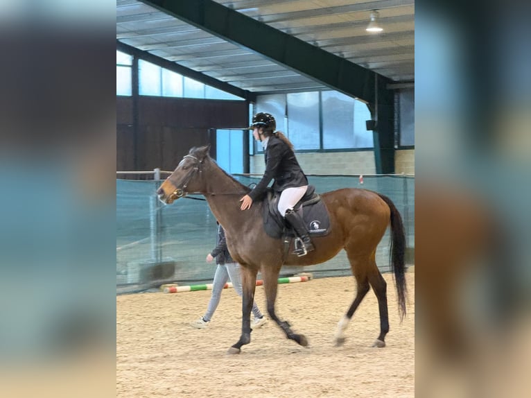 Pura sangre inglés Caballo castrado 14 años  in Torino