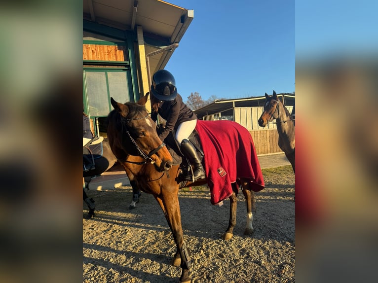 Pura sangre inglés Caballo castrado 14 años  in Torino