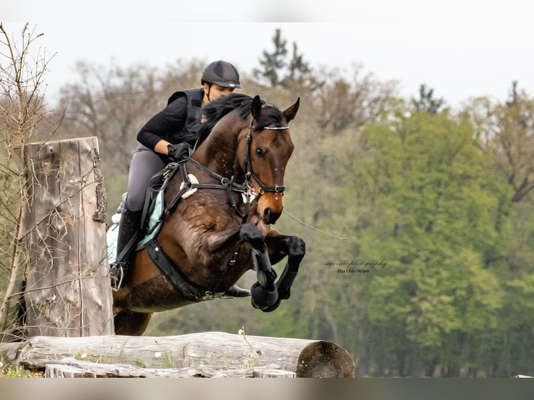 Pura sangre inglés Caballo castrado 15 años 163 cm Castaño in Schweitenkirchen