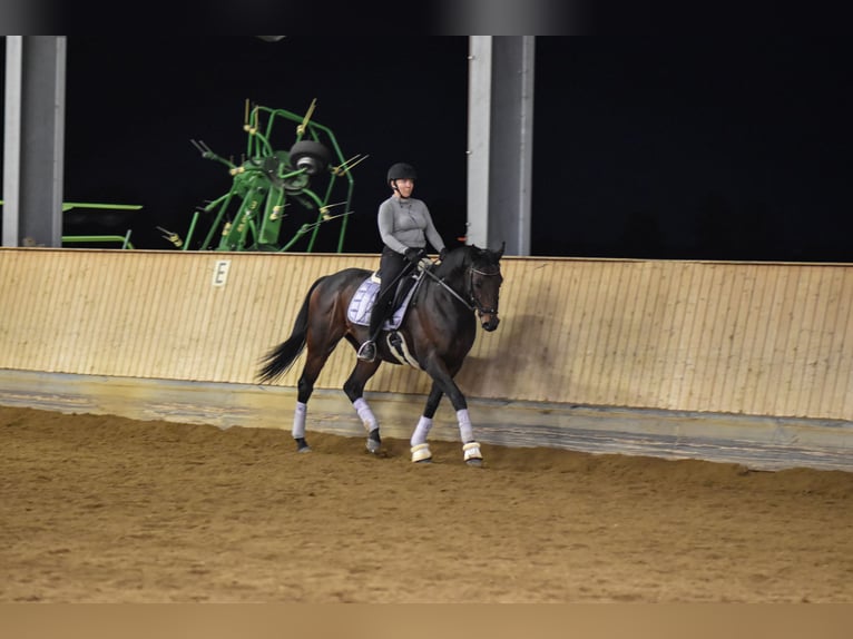 Pura sangre inglés Caballo castrado 15 años 163 cm Castaño in Schweitenkirchen