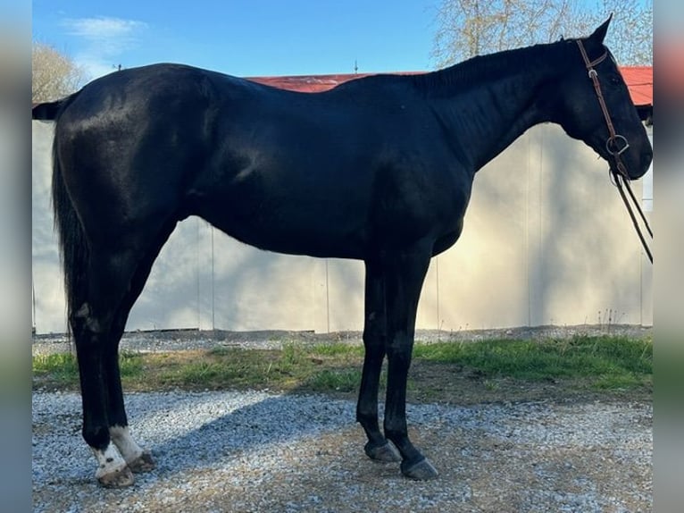 Pura sangre inglés Caballo castrado 15 años 165 cm Negro in Haymarket