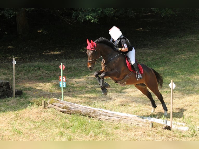 Pura sangre inglés Caballo castrado 15 años 168 cm Castaño in Dijon