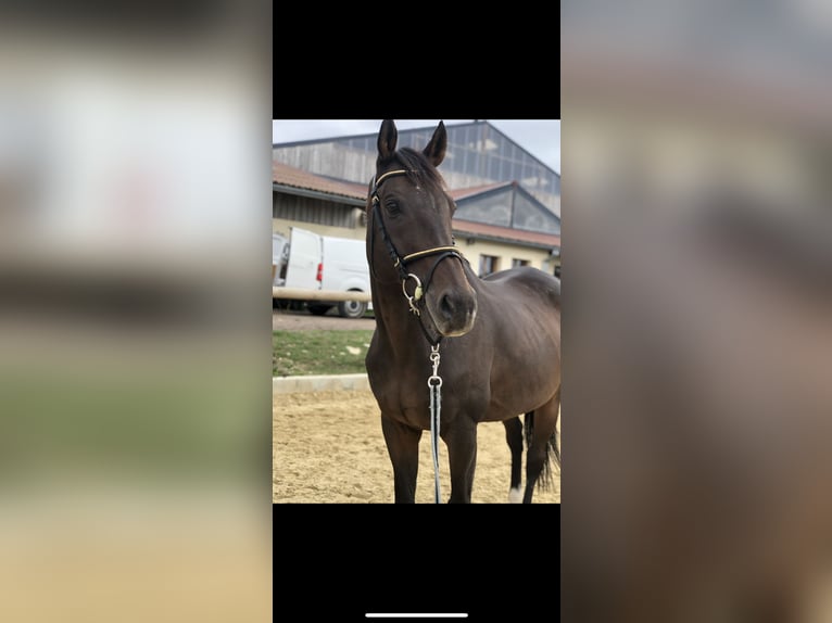 Pura sangre inglés Caballo castrado 15 años 168 cm Castaño in Dijon