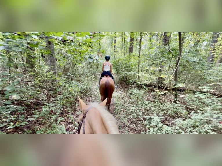 Pura sangre inglés Caballo castrado 15 años 170 cm Alazán-tostado in Gap
