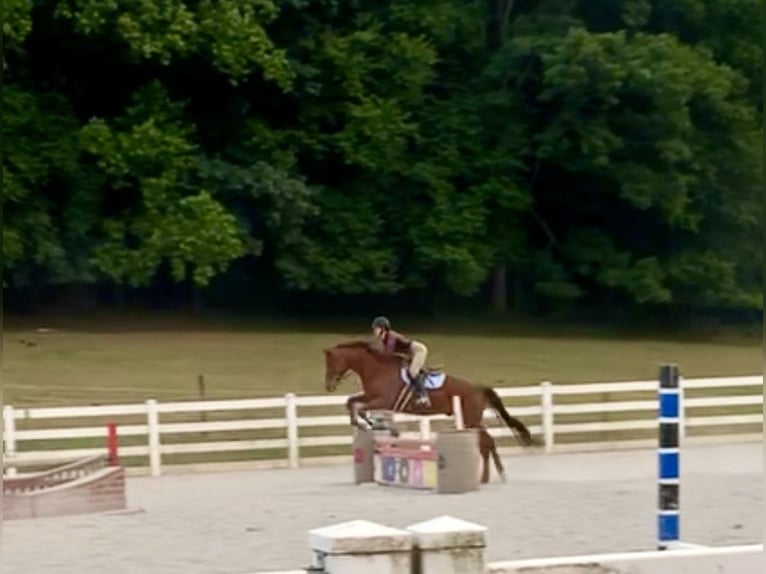 Pura sangre inglés Caballo castrado 15 años 170 cm Alazán-tostado in Gap