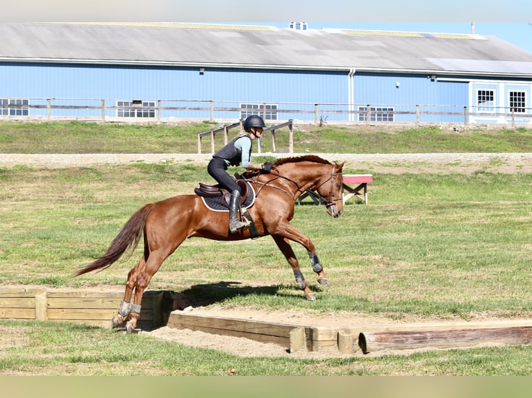 Pura sangre inglés Caballo castrado 15 años 170 cm Alazán-tostado in Gap