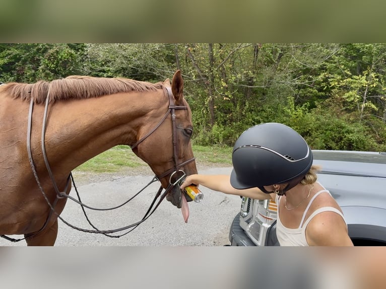 Pura sangre inglés Caballo castrado 15 años 170 cm Alazán-tostado in Gap