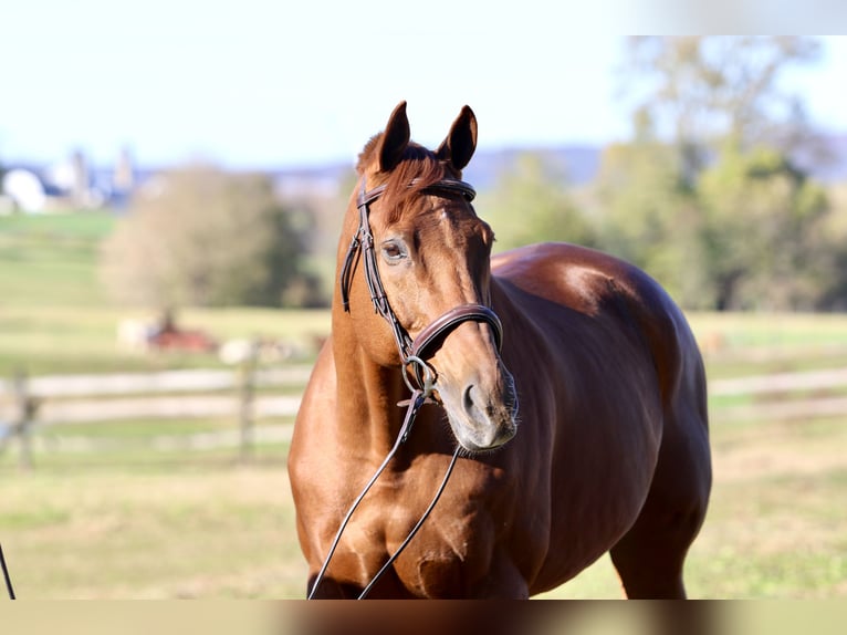Pura sangre inglés Caballo castrado 15 años 170 cm Alazán-tostado in Gap