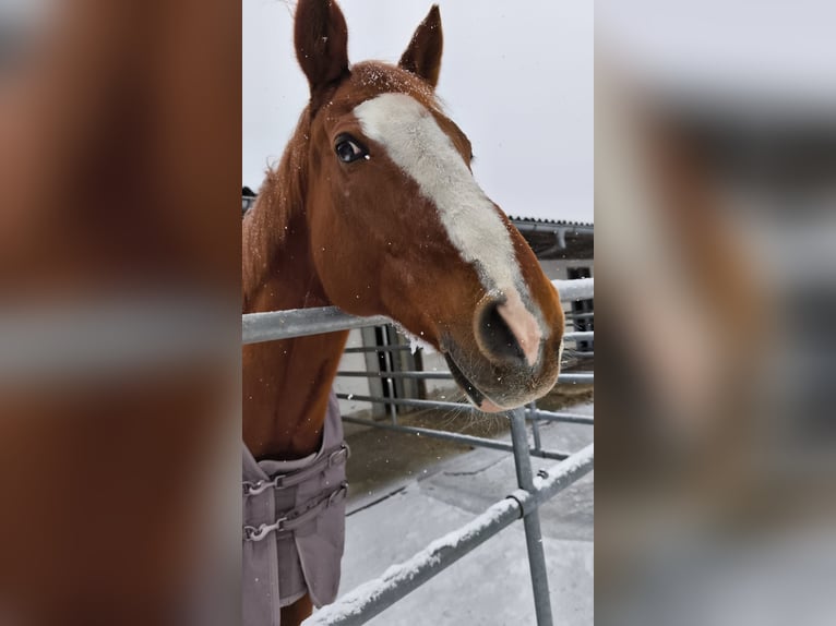 Pura sangre inglés Caballo castrado 15 años 174 cm Alazán in Mühlhausen-Ehingen