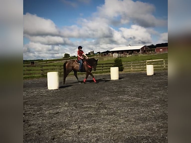 Pura sangre inglés Caballo castrado 16 años 152 cm Castaño oscuro in finksburg maryland