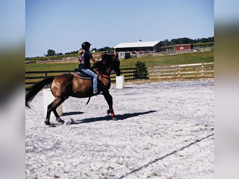 Pura sangre inglés Caballo castrado 16 años 152 cm Castaño oscuro in finksburg maryland