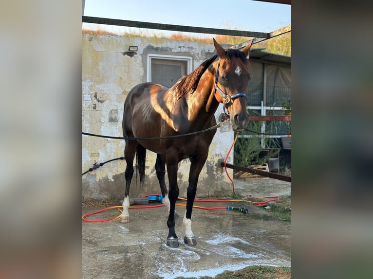 Pura sangre inglés Caballo castrado 16 años 160 cm Castaño oscuro in coin