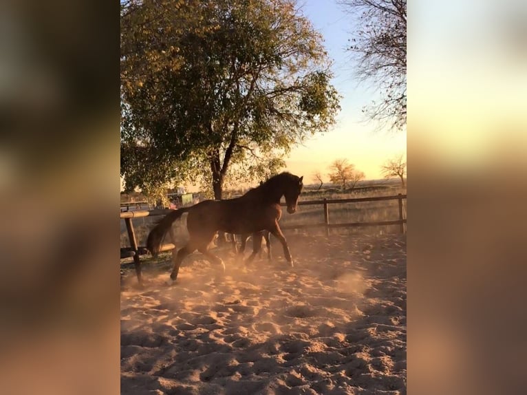 Pura sangre inglés Caballo castrado 16 años 160 cm Castaño oscuro in coin