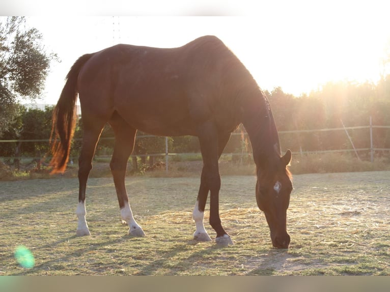 Pura sangre inglés Caballo castrado 16 años 160 cm Castaño oscuro in coin