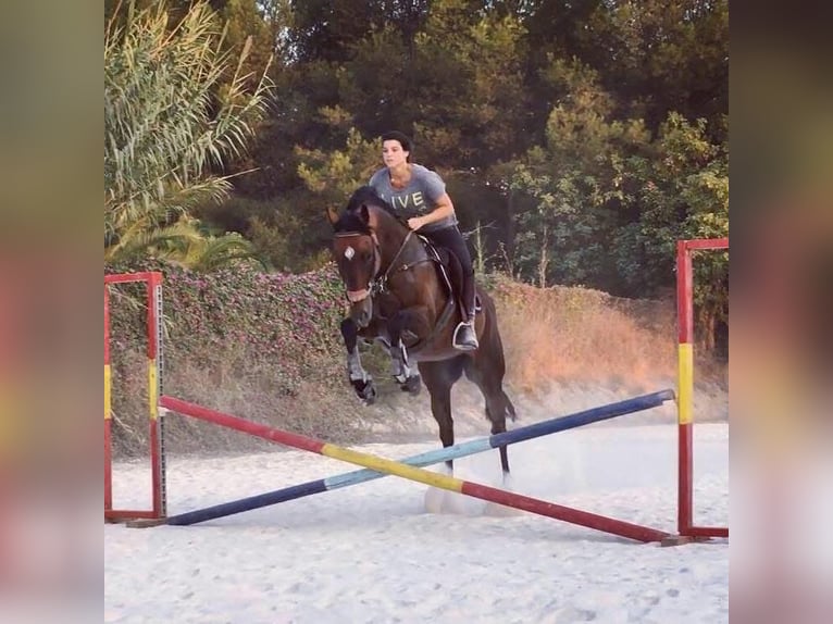 Pura sangre inglés Caballo castrado 16 años 160 cm Castaño oscuro in coin