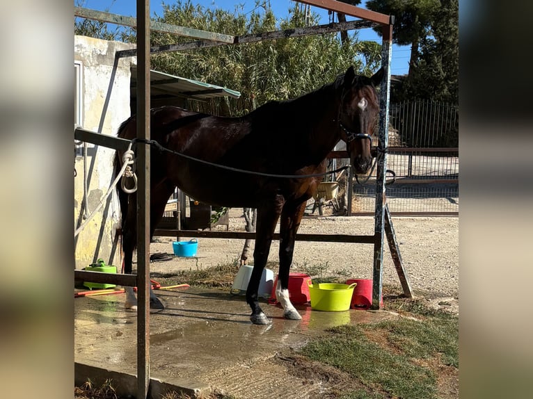 Pura sangre inglés Caballo castrado 16 años 160 cm Castaño oscuro in coin