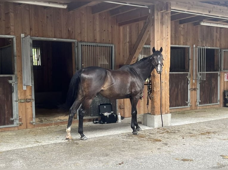 Pura sangre inglés Caballo castrado 16 años 165 cm Negro in HöggenRadstadt
