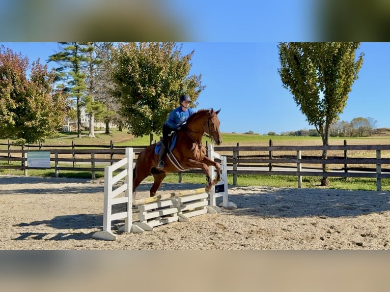 Pura sangre inglés Caballo castrado 16 años 170 cm Alazán-tostado in Gap