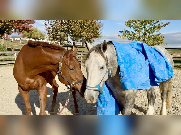 Pura sangre inglés Caballo castrado 16 años 170 cm Alazán-tostado in Gap