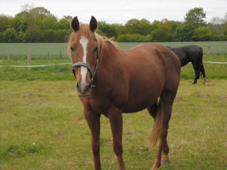 Pura sangre inglés Caballo castrado 17 años 155 cm Alazán in Warringholz