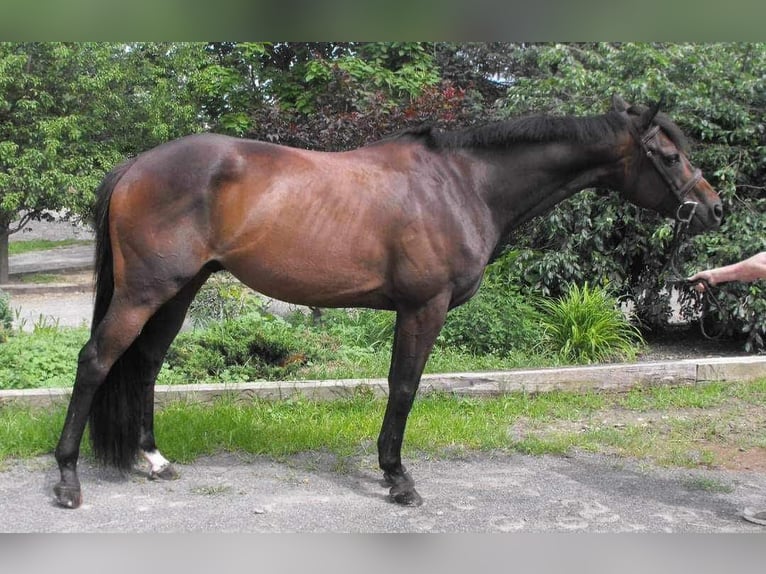 Pura sangre inglés Caballo castrado 17 años 165 cm Castaño oscuro in Morgantown