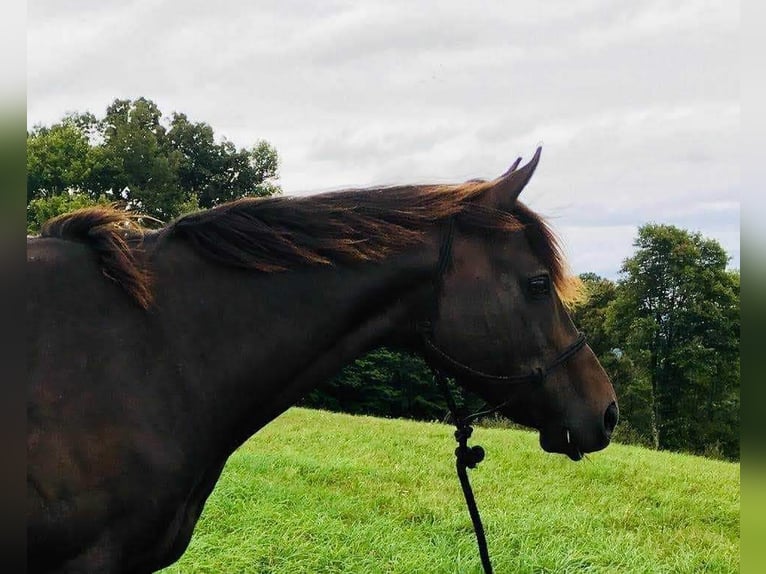 Pura sangre inglés Caballo castrado 17 años 165 cm Castaño oscuro in Morgantown