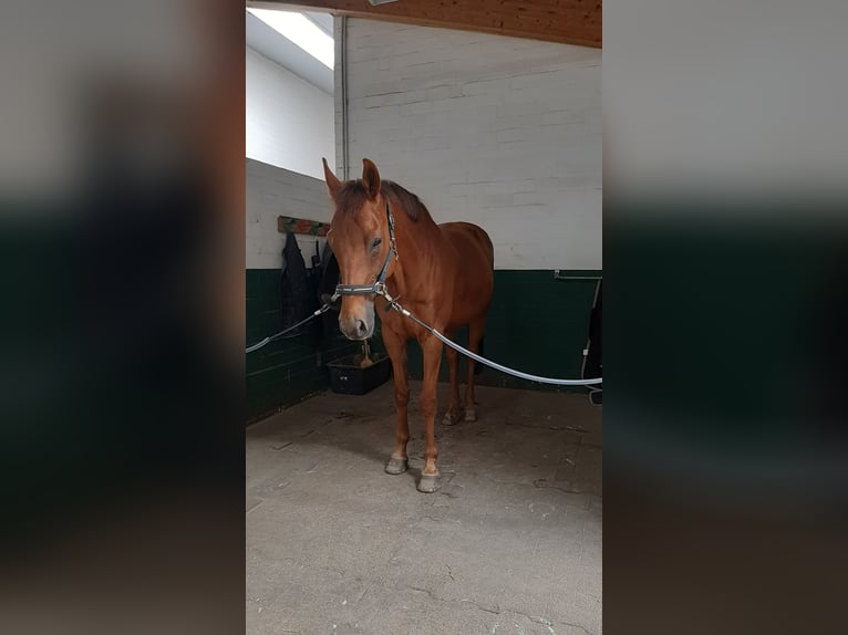 Pura sangre inglés Caballo castrado 17 años 168 cm Alazán-tostado in Schloß Holte-Stukenbrock