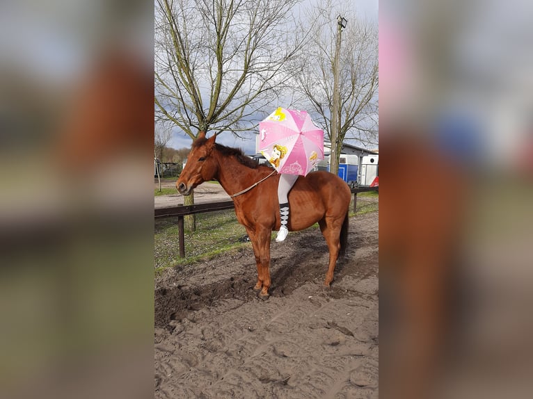 Pura sangre inglés Caballo castrado 17 años 168 cm Alazán-tostado in Schloß Holte-Stukenbrock