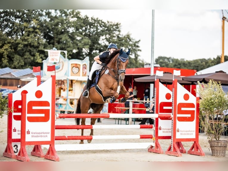 Pura sangre inglés Caballo castrado 17 años 168 cm Alazán-tostado in Schloß Holte-Stukenbrock