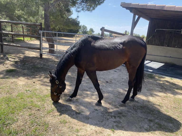 Pura sangre inglés Caballo castrado 17 años 170 cm Castaño oscuro in Berg