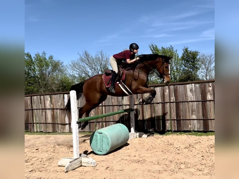 Pura sangre inglés Caballo castrado 17 años 173 cm Castaño rojizo in Ravenna, TX