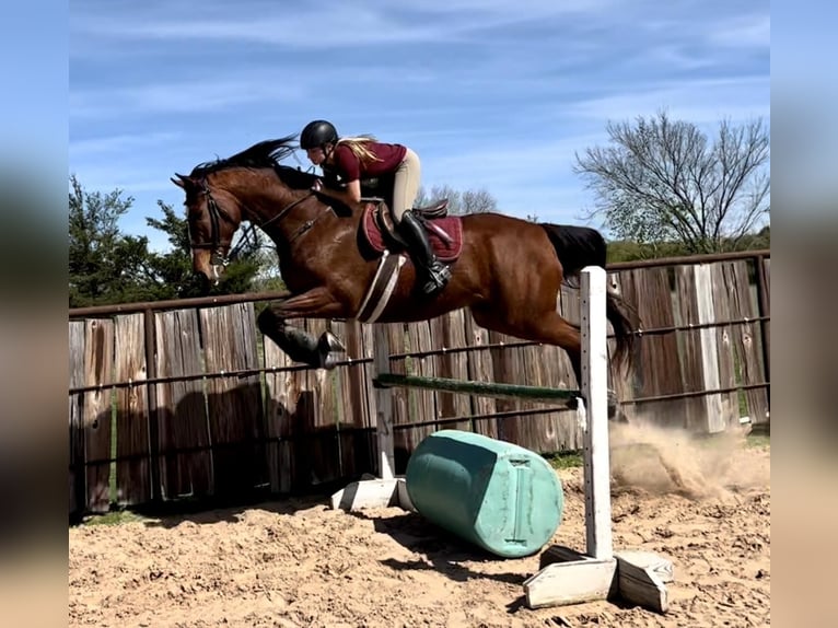 Pura sangre inglés Caballo castrado 17 años 173 cm Castaño rojizo in Ravenna, TX