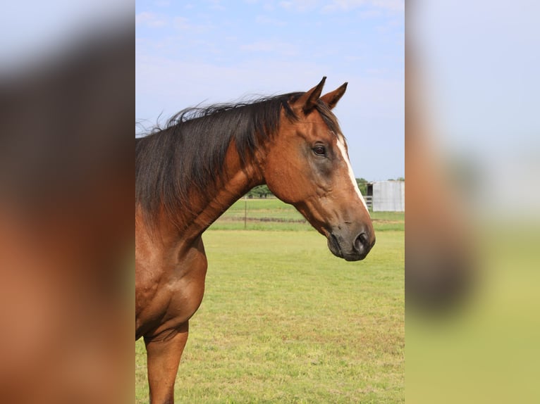 Pura sangre inglés Caballo castrado 17 años 173 cm Castaño rojizo in Ravenna, TX