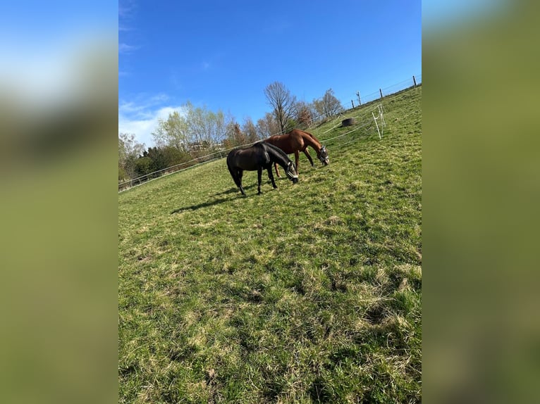 Pura sangre inglés Caballo castrado 18 años 160 cm Alazán in Karlskron