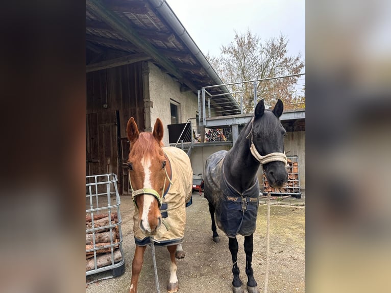 Pura sangre inglés Caballo castrado 18 años 160 cm Alazán in Karlskron