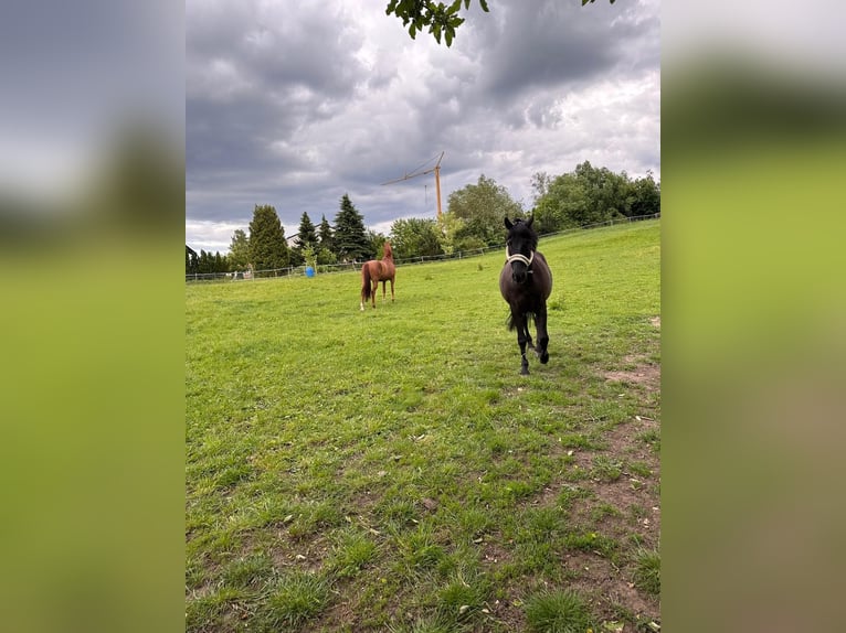 Pura sangre inglés Caballo castrado 18 años 160 cm Alazán in Karlskron