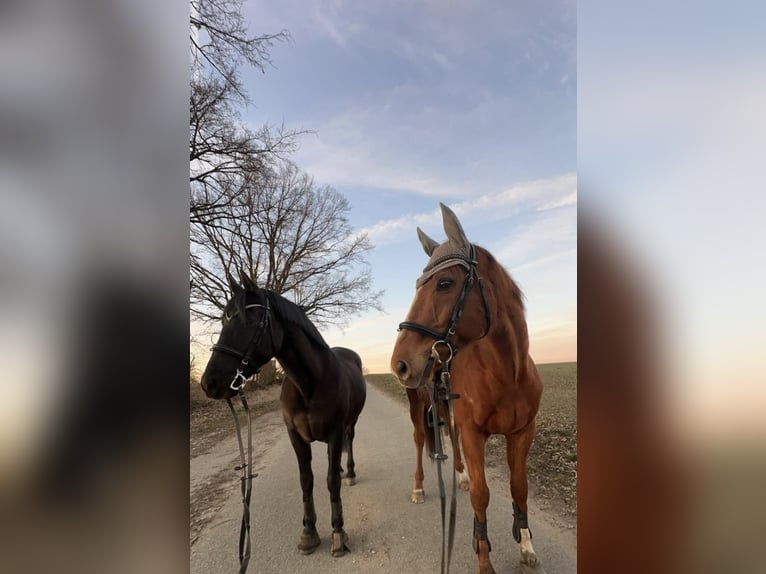 Pura sangre inglés Caballo castrado 18 años 160 cm Alazán in Karlskron