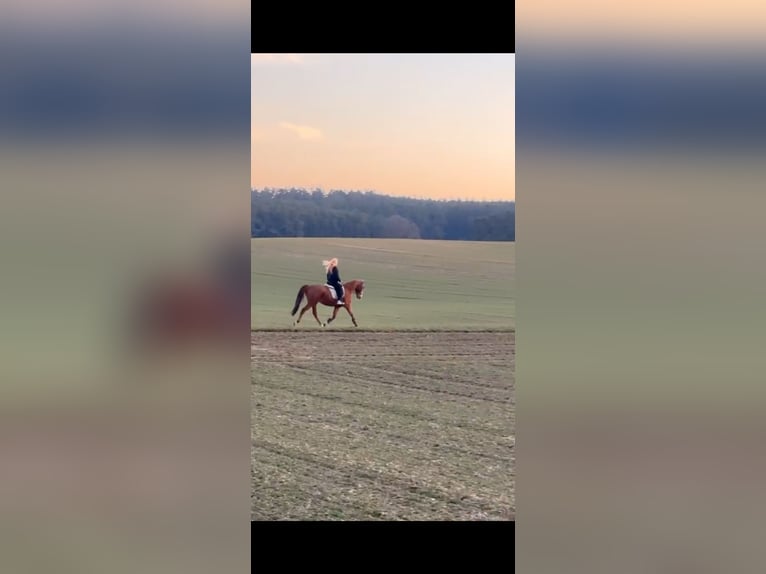 Pura sangre inglés Caballo castrado 18 años 160 cm Alazán in Karlskron